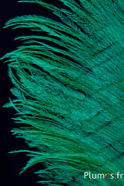 Autruche barbules - 8-15 cm - émeraude